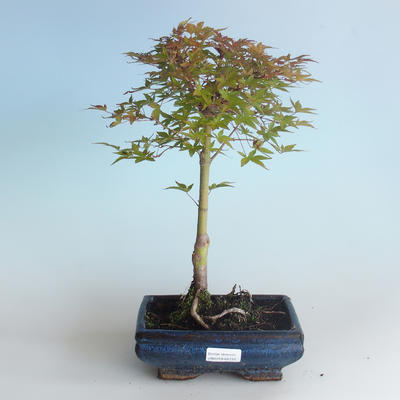 Outdoor bonsai - Acer palmatum Beni Tsucasa - Klon japoński 408-VB2019-26731 - 1