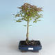 Outdoor bonsai - Acer palmatum Beni Tsucasa - Klon japoński 408-VB2019-26731 - 1/4