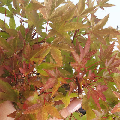 Outdoor bonsai - Acer palmatum Beni Tsucasa - Klon japoński 408-VB2019-26736 - 1