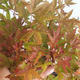 Outdoor bonsai - Acer palmatum Beni Tsucasa - Klon japoński 408-VB2019-26736 - 1/4