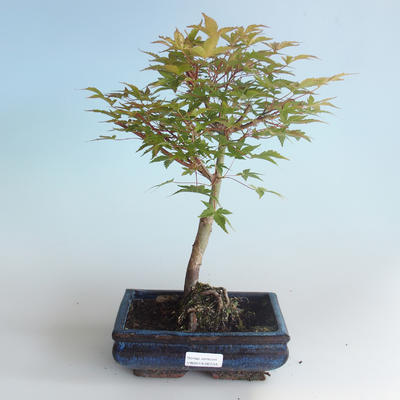 Outdoor bonsai - Acer palmatum Beni Tsucasa - Klon japoński 408-VB2019-26733 - 1