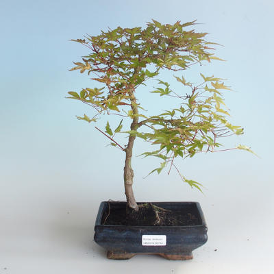Outdoor bonsai - Acer palmatum Beni Tsucasa - Klon japoński 408-VB2019-26734 - 1