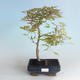 Outdoor bonsai - Acer palmatum Beni Tsucasa - Klon japoński 408-VB2019-26734 - 1/4