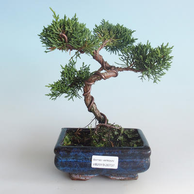 Outdoor bonsai - Juniperus chinensis - chiński jałowiec 408-VB2019-26737