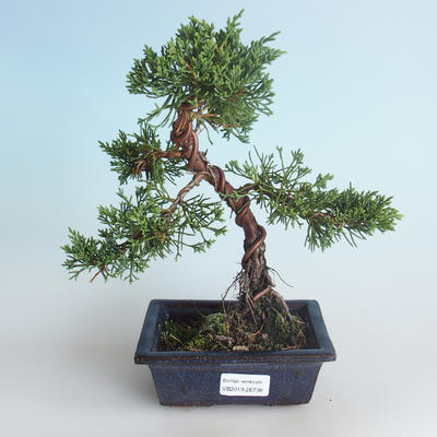 Outdoor bonsai - Juniperus chinensis - chiński jałowiec 408-VB2019-26738