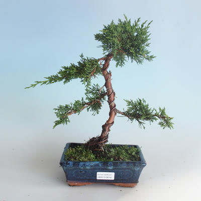 Outdoor bonsai - Juniperus chinensis - chiński jałowiec 408-VB2019-26742