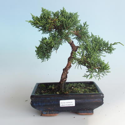 Outdoor bonsai - Juniperus chinensis - chiński jałowiec 408-VB2019-26743