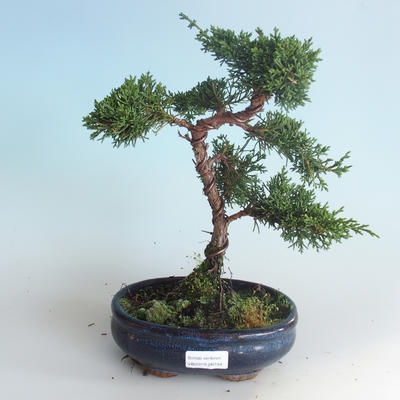 Outdoor bonsai - Juniperus chinensis - chiński jałowiec 408-VB2019-26744