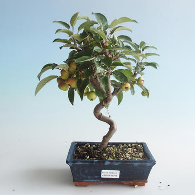 Outdoor bonsai - Malus halliana - Small Apple 408-VB2019-26749 - 1