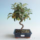 Outdoor bonsai - Malus halliana - Small Apple 408-VB2019-26749 - 1/4