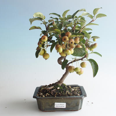 Outdoor bonsai - Malus halliana - Small Apple 408-VB2019-26750 - 1