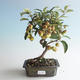 Outdoor bonsai - Malus halliana - Small Apple 408-VB2019-26750 - 1/4
