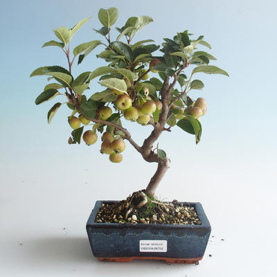 Outdoor bonsai - Malus halliana - Small Apple 408-VB2019-26752 - 1