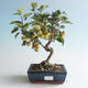 Outdoor bonsai - Malus halliana - Small Apple 408-VB2019-26752 - 1/4