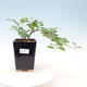 Kryty bonsai - Grewia occidentalis - Lawendowa gwiazda - 1/4
