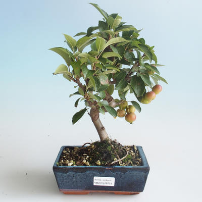 Outdoor bonsai - Malus halliana - Small Apple 408-VB2019-26753 - 1