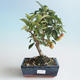 Outdoor bonsai - Malus halliana - Small Apple 408-VB2019-26753 - 1/4