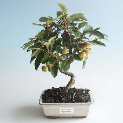 Outdoor bonsai - Malus halliana - Small Apple 408-VB2019-26755 - 1