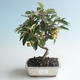 Outdoor bonsai - Malus halliana - Small Apple 408-VB2019-26755 - 1/4