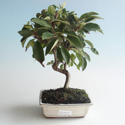 Outdoor bonsai - Malus halliana - Small Apple 408-VB2019-26756 - 1