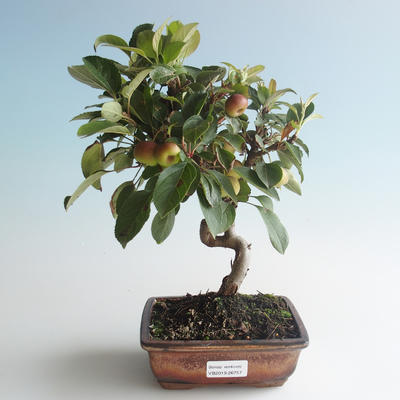Outdoor bonsai - Malus halliana - Small Apple 408-VB2019-26757 - 1