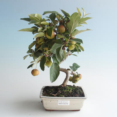 Outdoor bonsai - Malus halliana - Small Apple 408-VB2019-26758 - 1