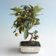 Outdoor bonsai - Malus halliana - Small Apple 408-VB2019-26758 - 1/4