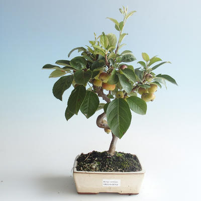 Outdoor bonsai - Malus halliana - Small Apple 408-VB2019-26759 - 1