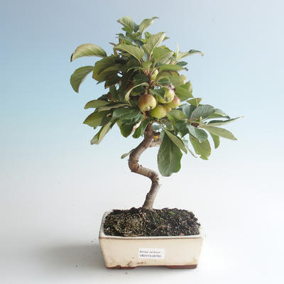 Outdoor bonsai - Malus halliana - Small Apple 408-VB2019-26760 - 1