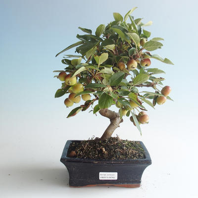 Outdoor bonsai - Malus halliana - Small Apple 408-VB2019-26765 - 1