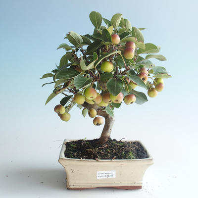 Outdoor bonsai - Malus halliana - Small Apple 408-VB2019-26766 - 1
