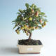 Outdoor bonsai - Malus halliana - Small Apple 408-VB2019-26766 - 1/4