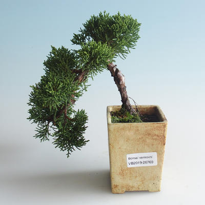 Outdoor bonsai - Juniperus chinensis - chiński jałowiec 408-VB2019-26769
