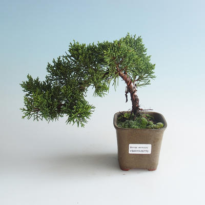 Outdoor bonsai - Juniperus chinensis - chiński jałowiec 408-VB2019-26770
