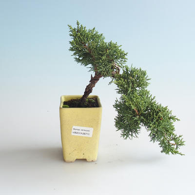 Outdoor bonsai - Juniperus chinensis - chiński jałowiec 408-VB2019-26771