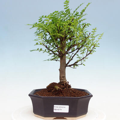 Kryty bonsai - Zantoxylum piperitum - Drzewo pieprzowe - 1