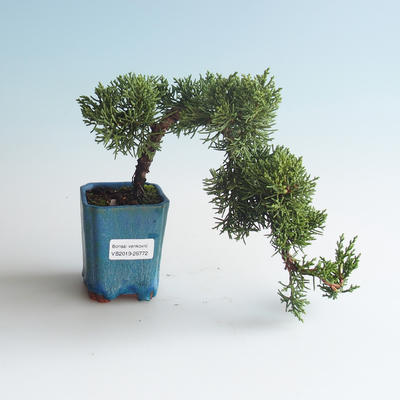 Outdoor bonsai - Juniperus chinensis - chiński jałowiec 408-VB2019-26772