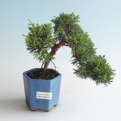 Outdoor bonsai - Juniperus chinensis - chiński jałowiec 408-VB2019-26774