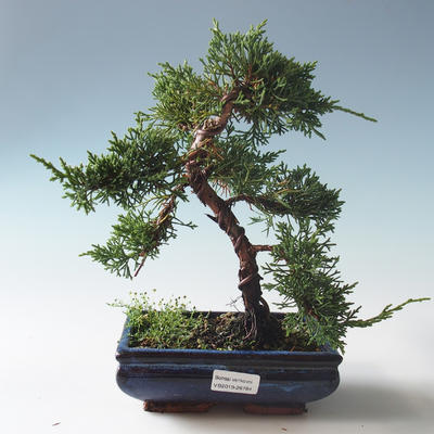 Outdoor bonsai - Juniperus chinensis - chiński jałowiec 408-VB2019-26784