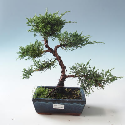 Outdoor bonsai - Juniperus chinensis - chiński jałowiec 408-VB2019-26786