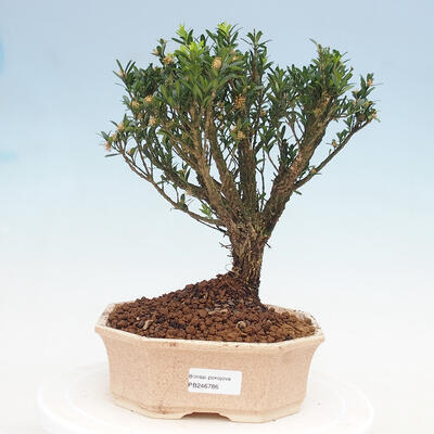 Pokój bonsai - Buxus harlandii - 1