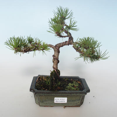Outdoor bonsai - Pinus mugo Humpy - Pine kneel 408-VB2019-26791