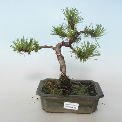 Outdoor bonsai - Pinus mugo Humpy - Pine kneel 408-VB2019-26792