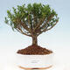 Pokój bonsai - Buxus harlandii - 1/4