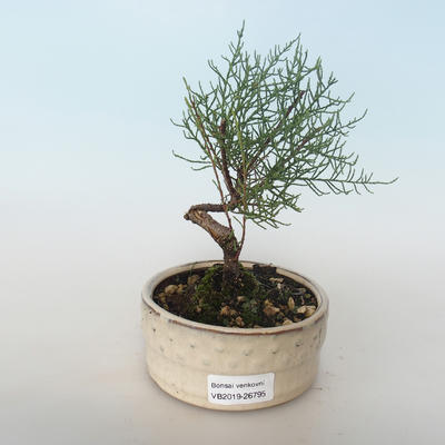 Outdoor bonsai - Tamaris parviflora Tamaryszek drobnolistny 408-VB2019-26795 - 1