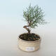 Outdoor bonsai - Tamaris parviflora Tamaryszek drobnolistny 408-VB2019-26795 - 1/3