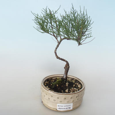 Outdoor bonsai - Tamaris parviflora Tamaryszek drobnolistny 408-VB2019-26796 - 1