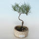 Outdoor bonsai - Tamaris parviflora Tamaryszek drobnolistny 408-VB2019-26796 - 1/3