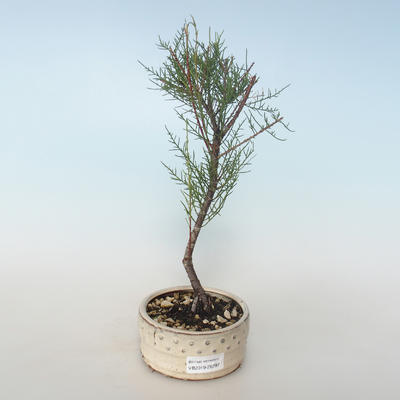 Outdoor bonsai - Tamaris parviflora Tamarisk 408-VB2019-26797 - 1