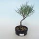 Outdoor bonsai - Tamaris parviflora Tamaryszek drobnolistny 408-VB2019-26799 - 1/3